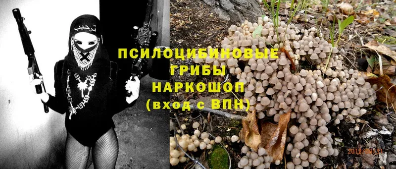 дарнет шоп  Киреевск  Псилоцибиновые грибы MAGIC MUSHROOMS 